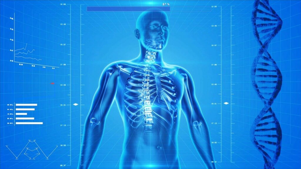 human-skeleton-healthcare